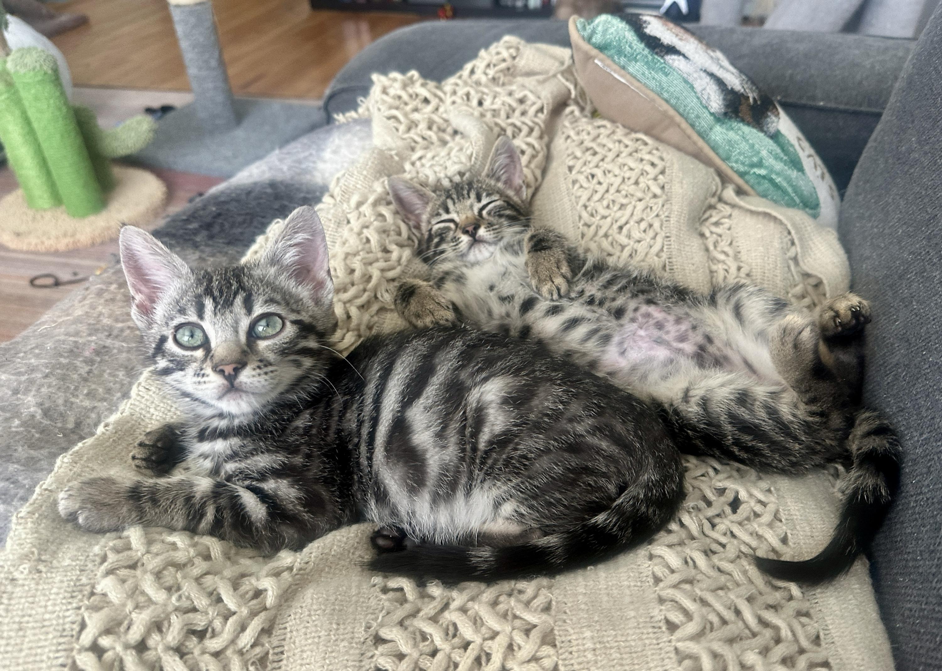 Enlarge Le Tigre and Blue Steel, an adopted Domestic Short Hair in Seattle, WA image 4/6