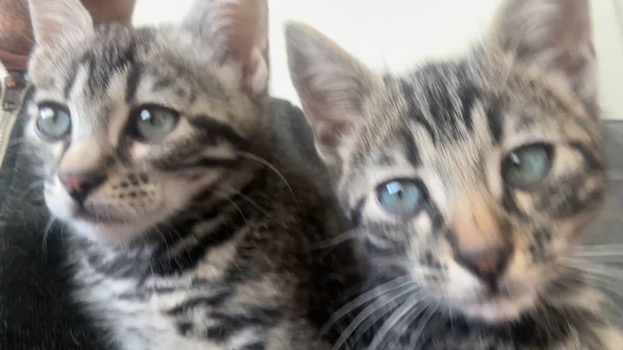 Enlarge Le Tigre and Blue Steel, an adopted Domestic Short Hair in Seattle, WA video 6/6
