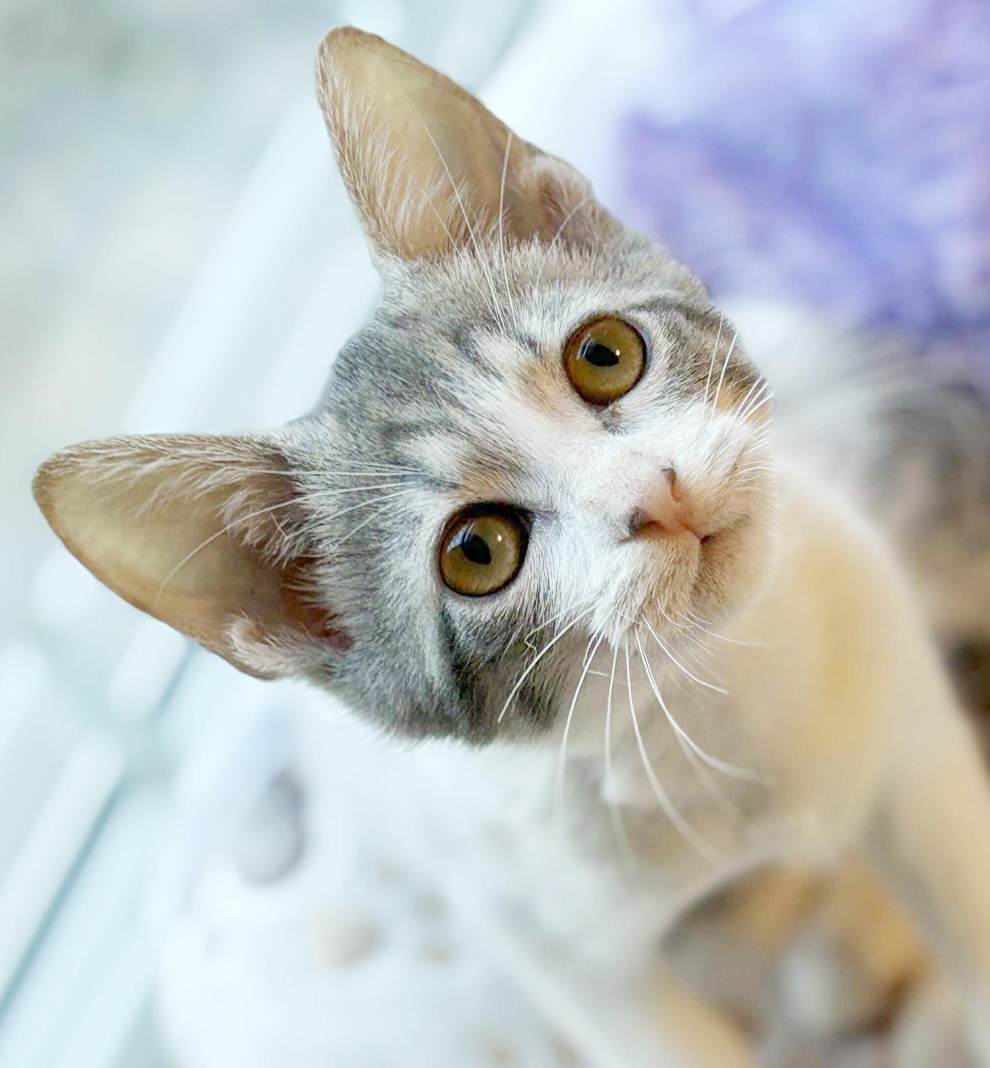 Tiny!  What a joy!  Mini love bug!  LAP LOVER - THERAPY KITTEN - VIDEO!!