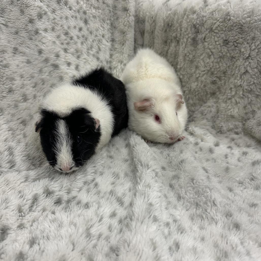 Bubbles bonded Katrina, Adoptable, Adult Female Guinea Pig & Rat.