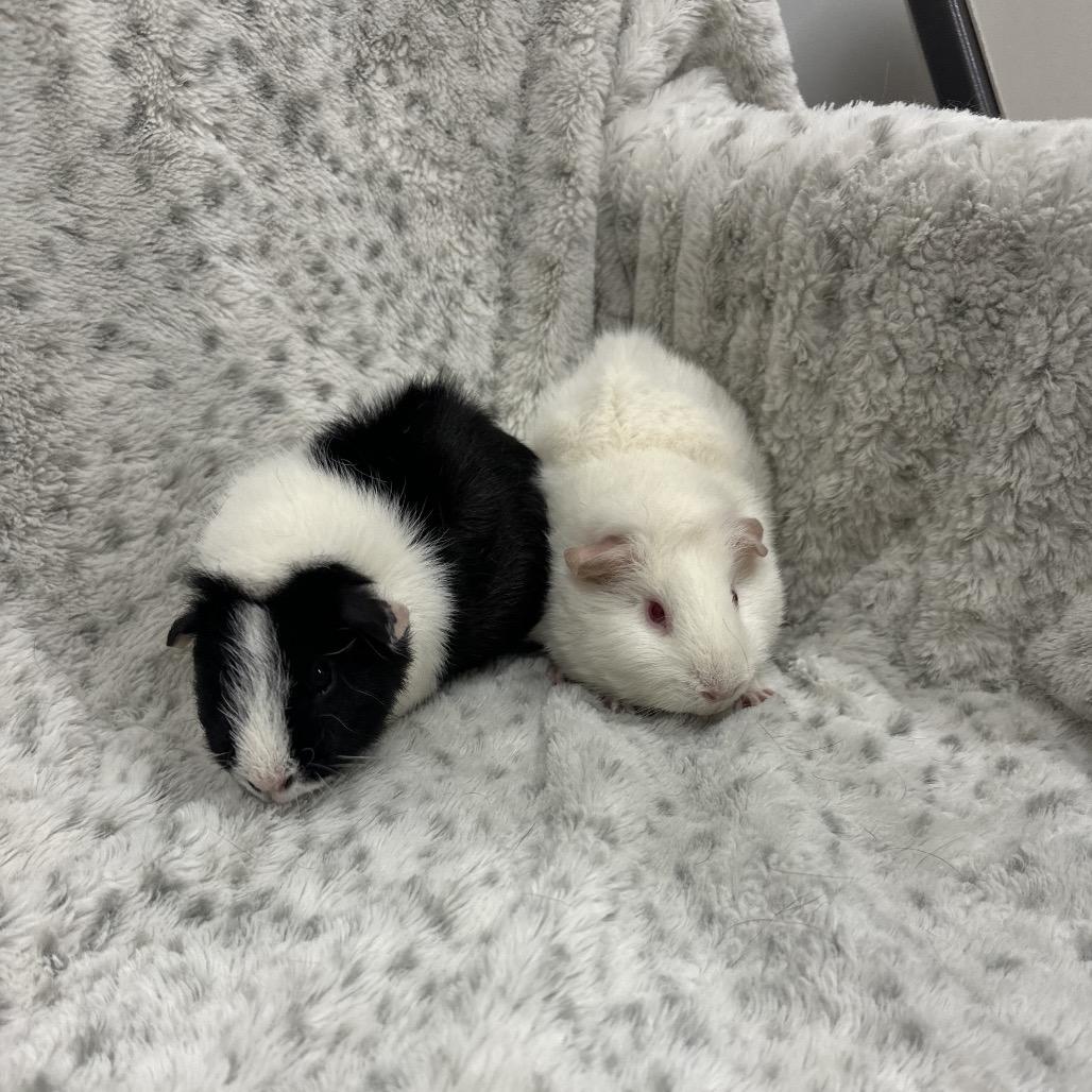 Enlarge Bubbles bonded Katrina, a Adoptable mixed breed in Quakertown, PA image 2/3