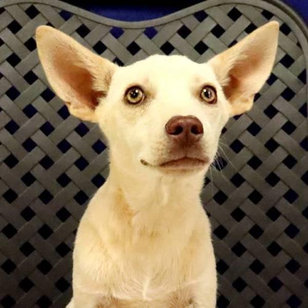 Taylor, Adoptable, Young Male Chihuahua.