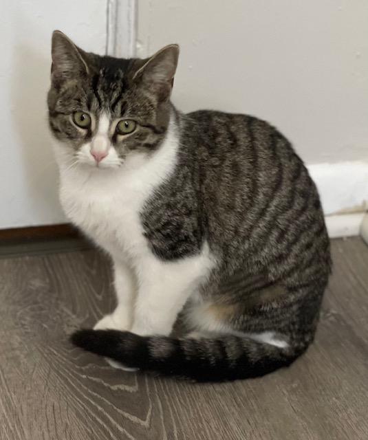 Enlarge Sally, a Adoptable Domestic Short Hair in Salem, OH image 1/2