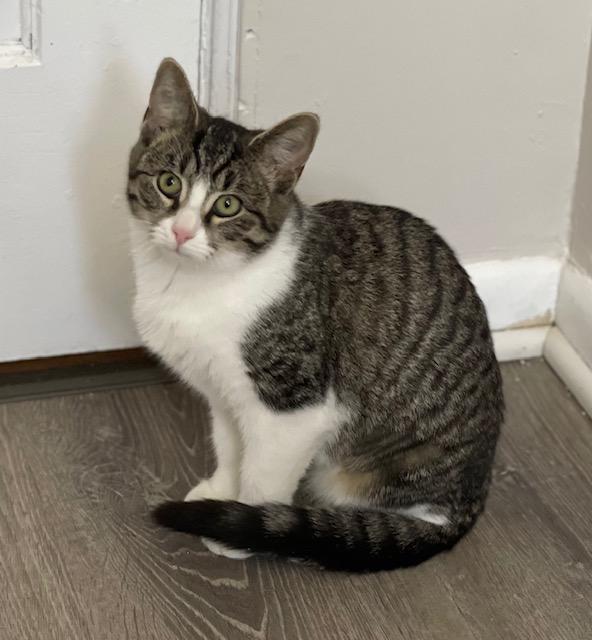 Enlarge Sally, a Adoptable Domestic Short Hair in Salem, OH image 2/2