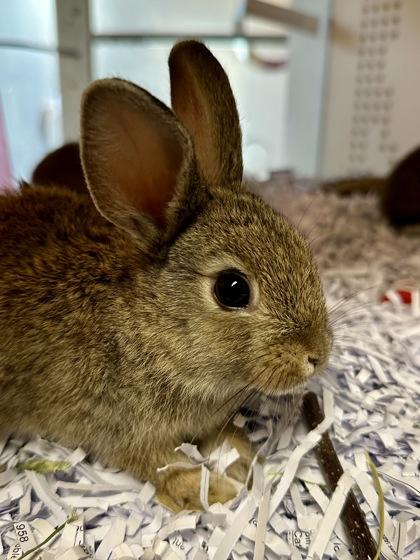 Bonnie, Adoptable, Baby Male Bunny Rabbit & Bunny Rabbit.