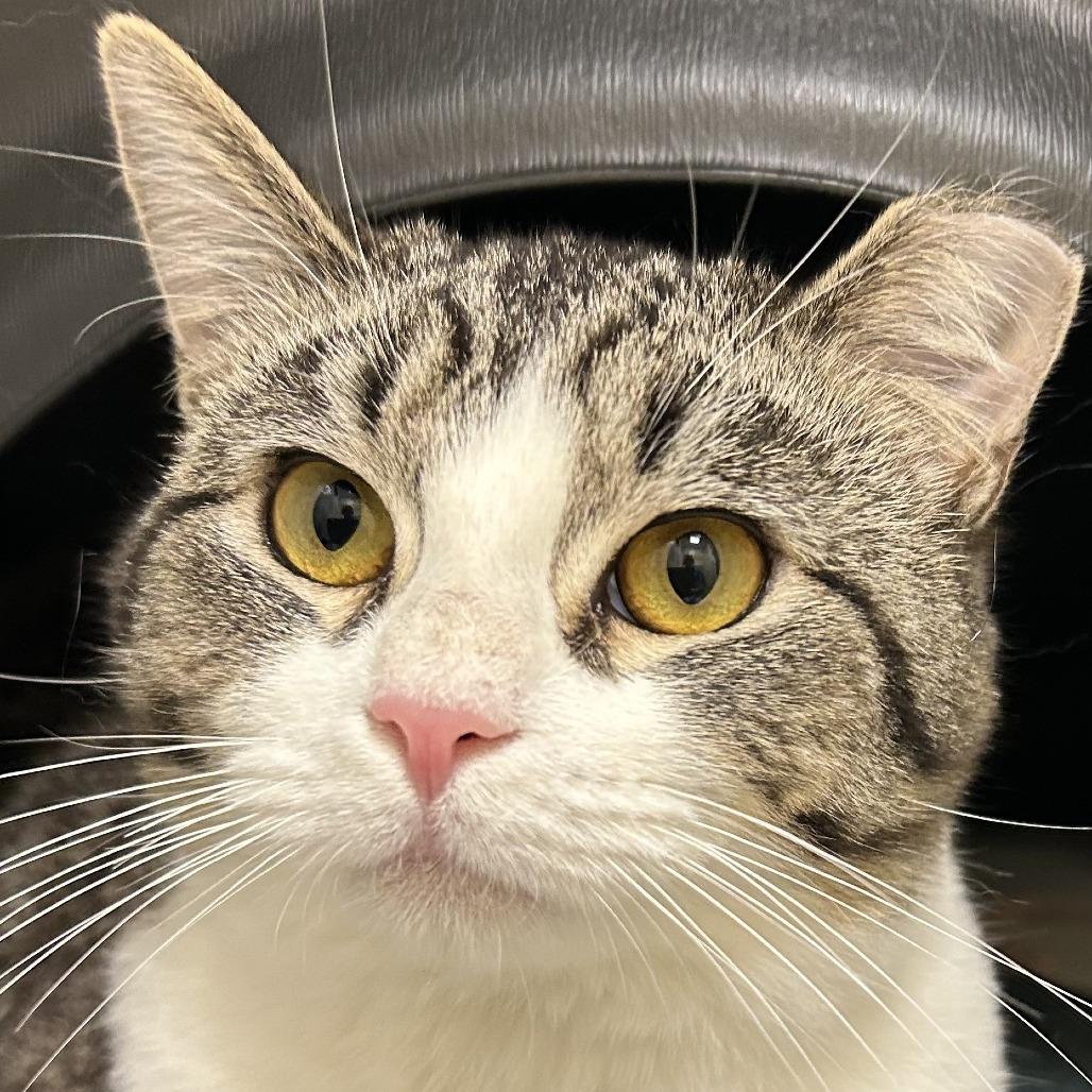 Gauge, Adoptable, Young Male Domestic Short Hair.