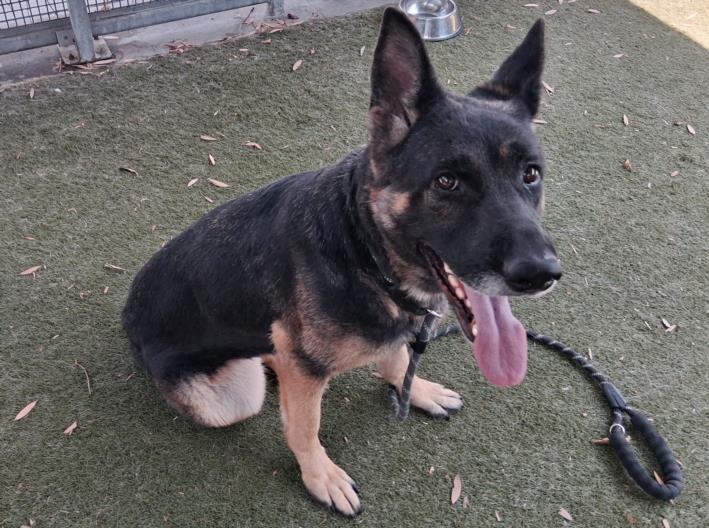 Enlarge STARBURST, a Adoptable German Shepherd Dog in Los Angeles, CA image 2/2