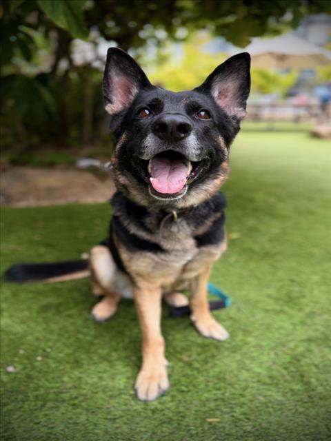 Enlarge STARBURST, a Adoptable German Shepherd Dog in Los Angeles, CA image 1/1