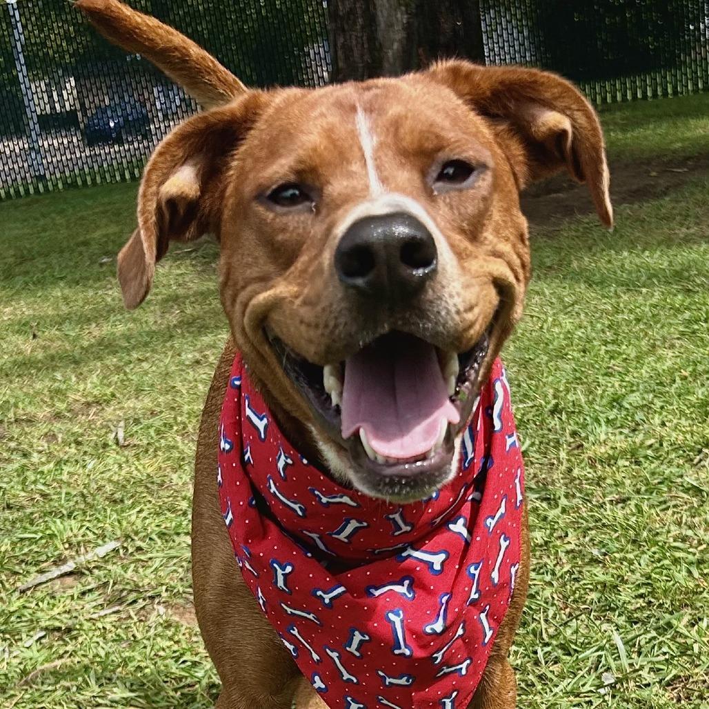 Enlarge Donut, a Adoptable Mixed Breed in Johnson City, TN image 1/5