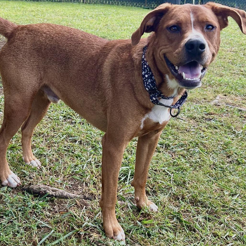 Enlarge Donut, a Adoptable Mixed Breed in Johnson City, TN image 2/5