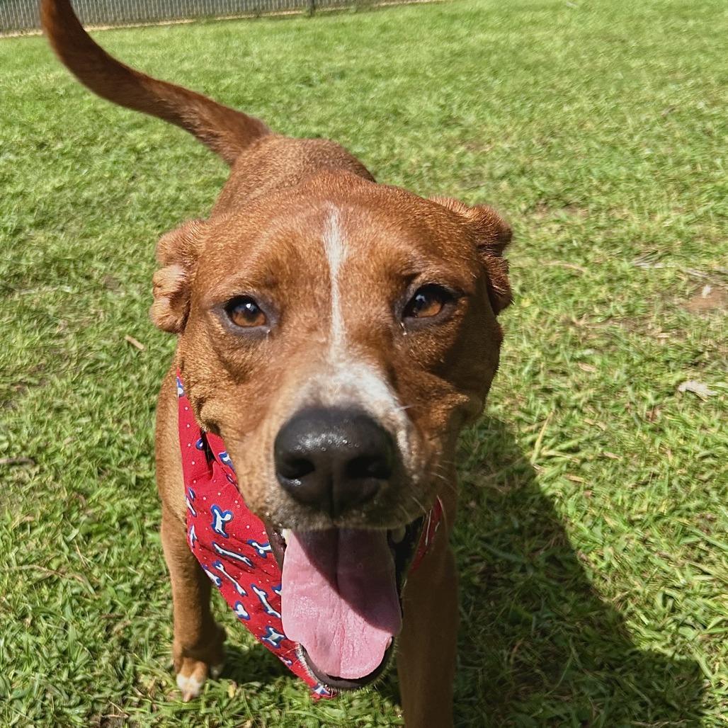 Enlarge Donut, a Adoptable Mixed Breed in Johnson City, TN image 5/5