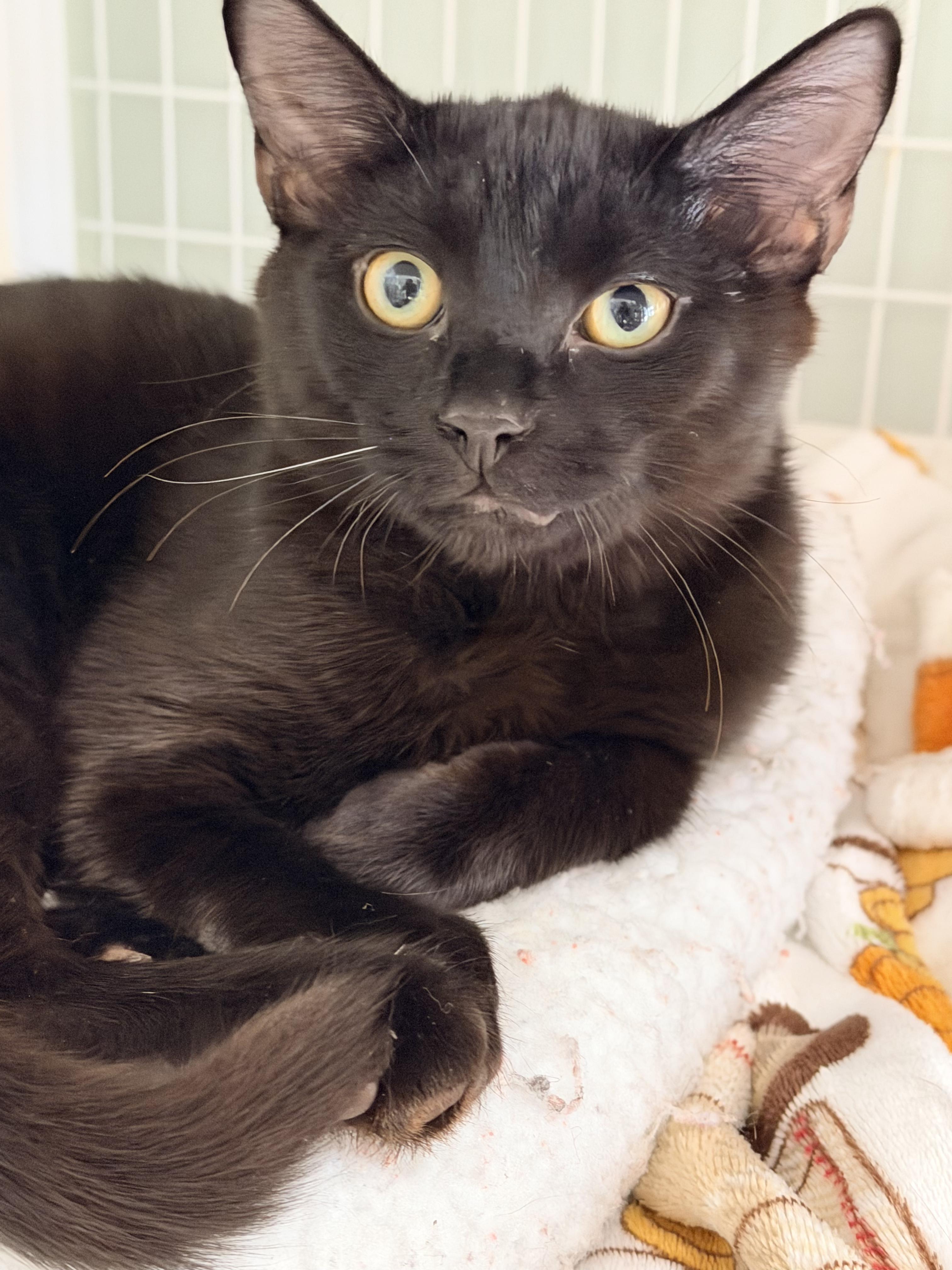 Enlarge Nutmeg and Cinnamon, an adopted Domestic Short Hair in Suffolk, VA image 6/6