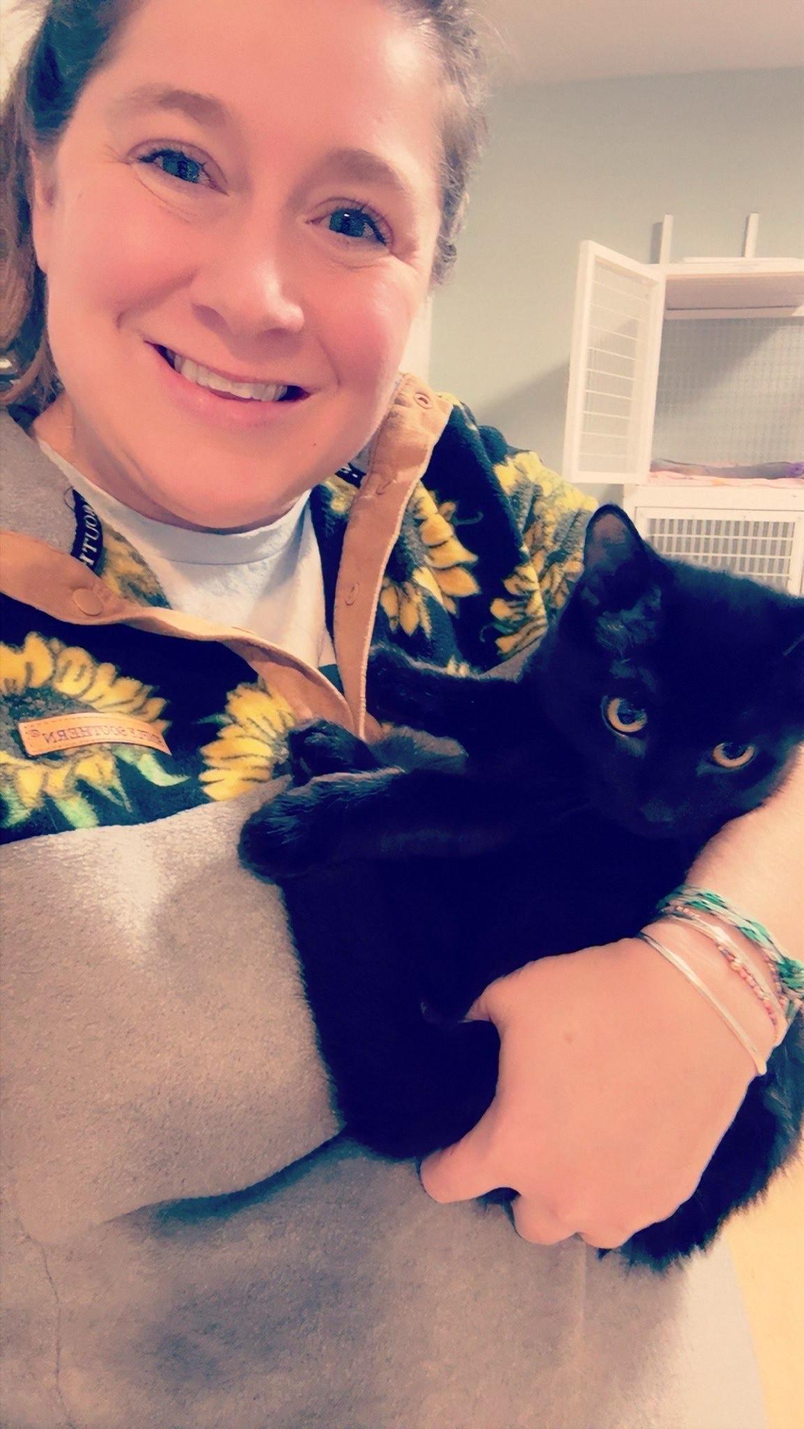 Enlarge Nutmeg and Cinnamon, an adopted Domestic Short Hair in Suffolk, VA image 3/6