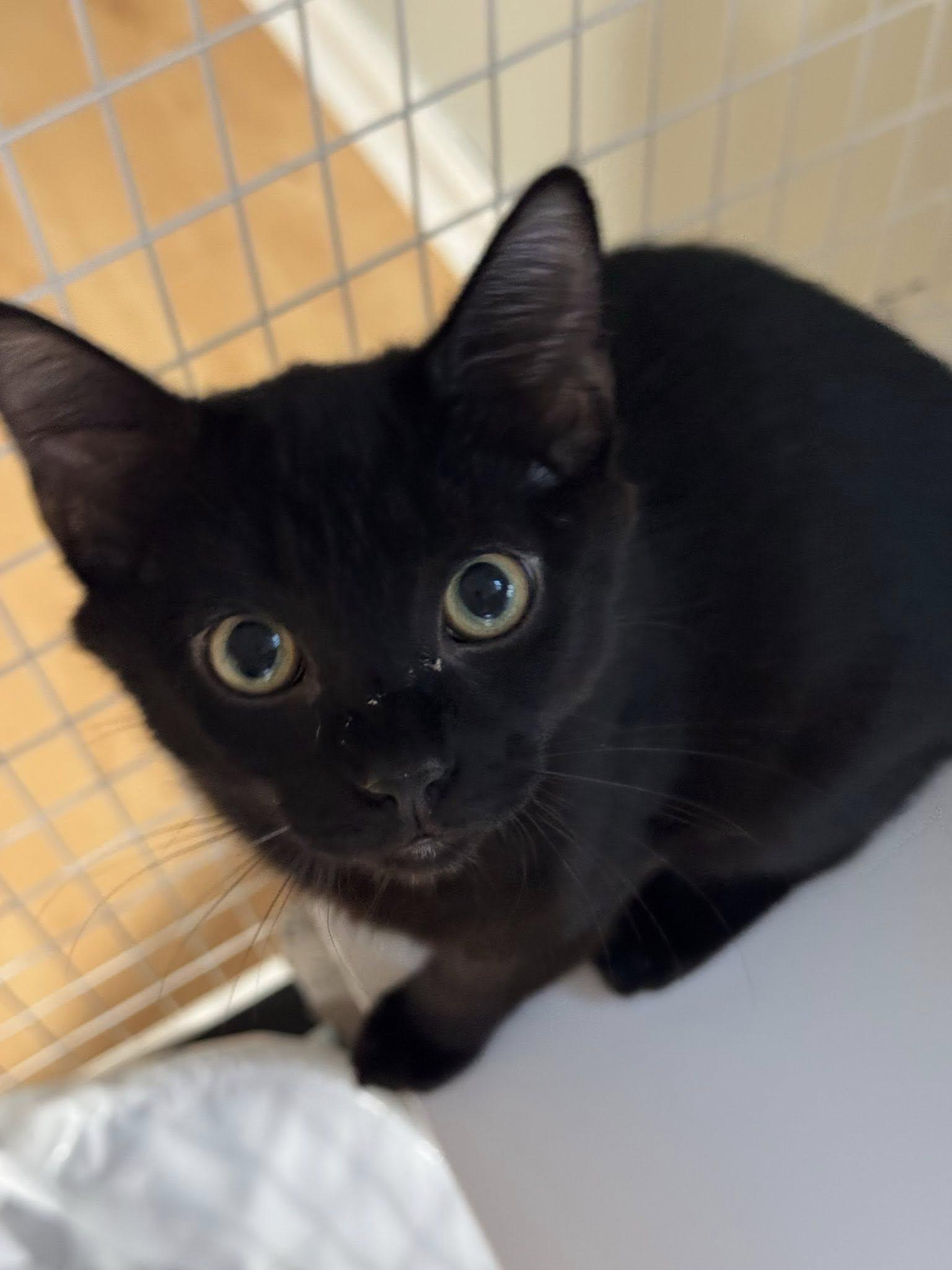 Nutmeg and Cinnamon, adopted, Young Male Domestic Short Hair.