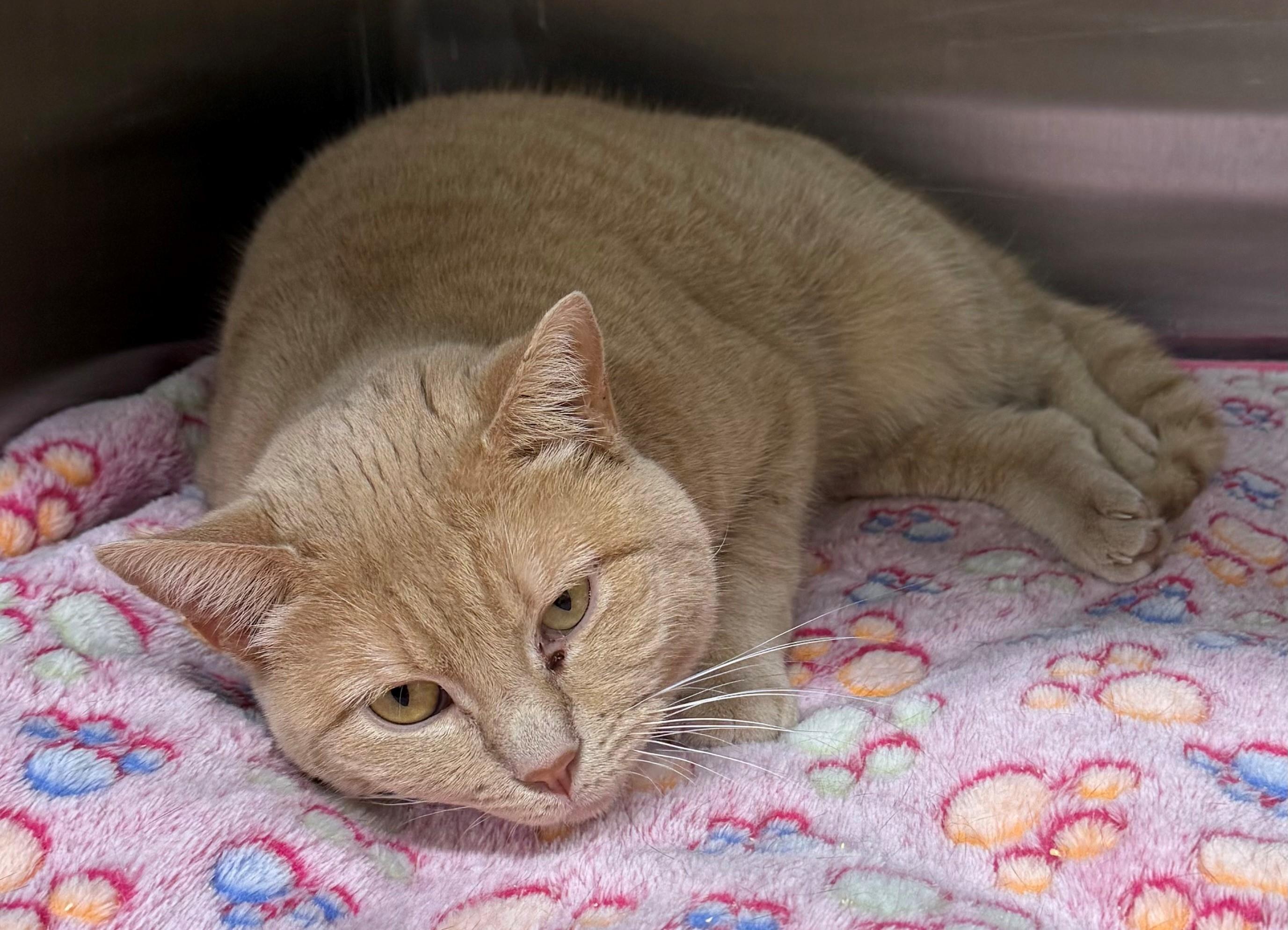 Helix, ADOPTABLE, Adult Female Domestic Short Hair.