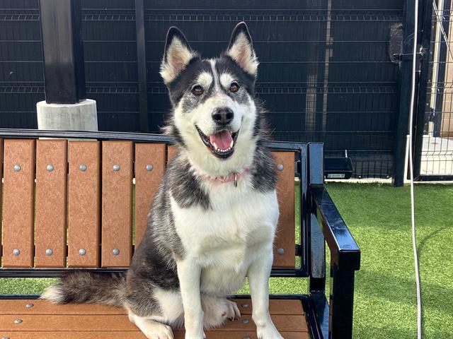 Enlarge ZEUS, a Adoptable Siberian Husky in Tustin, CA image 1/1