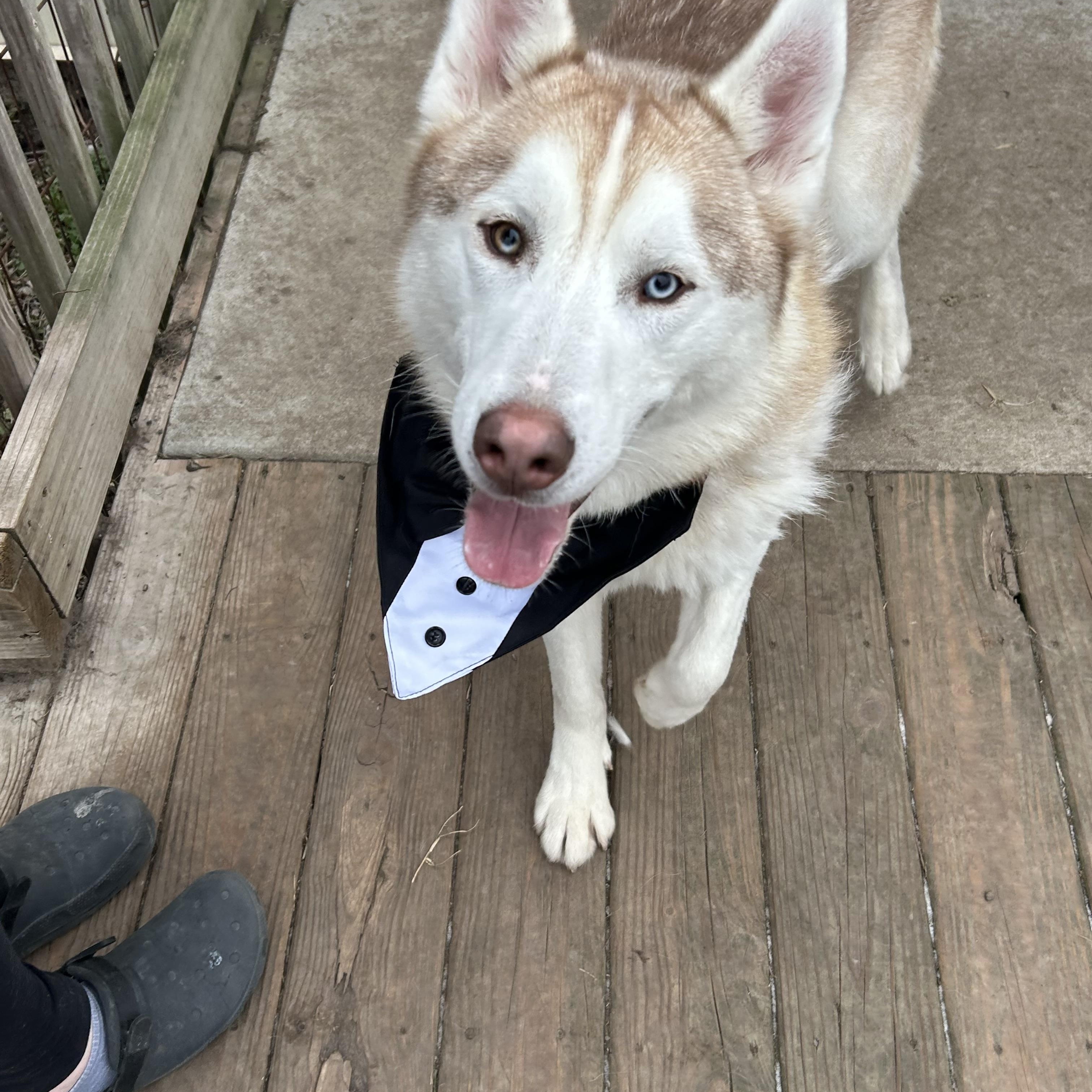 Clifford , adopted, Adult Male Siberian Husky.