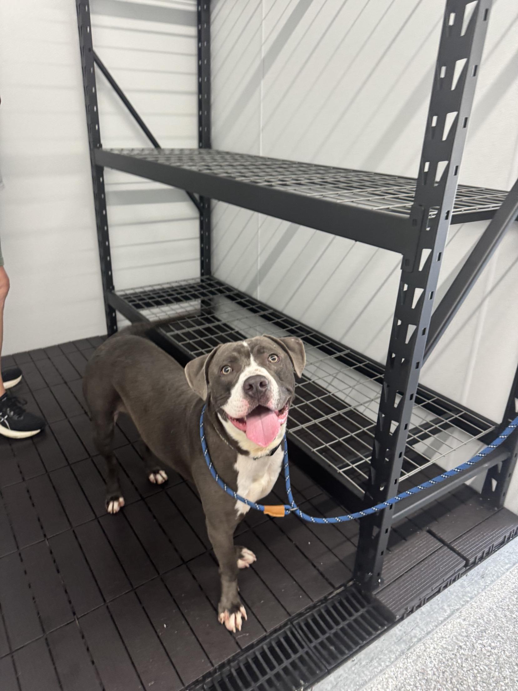 Kevin, Adoptable, Young Male Pit Bull Terrier.