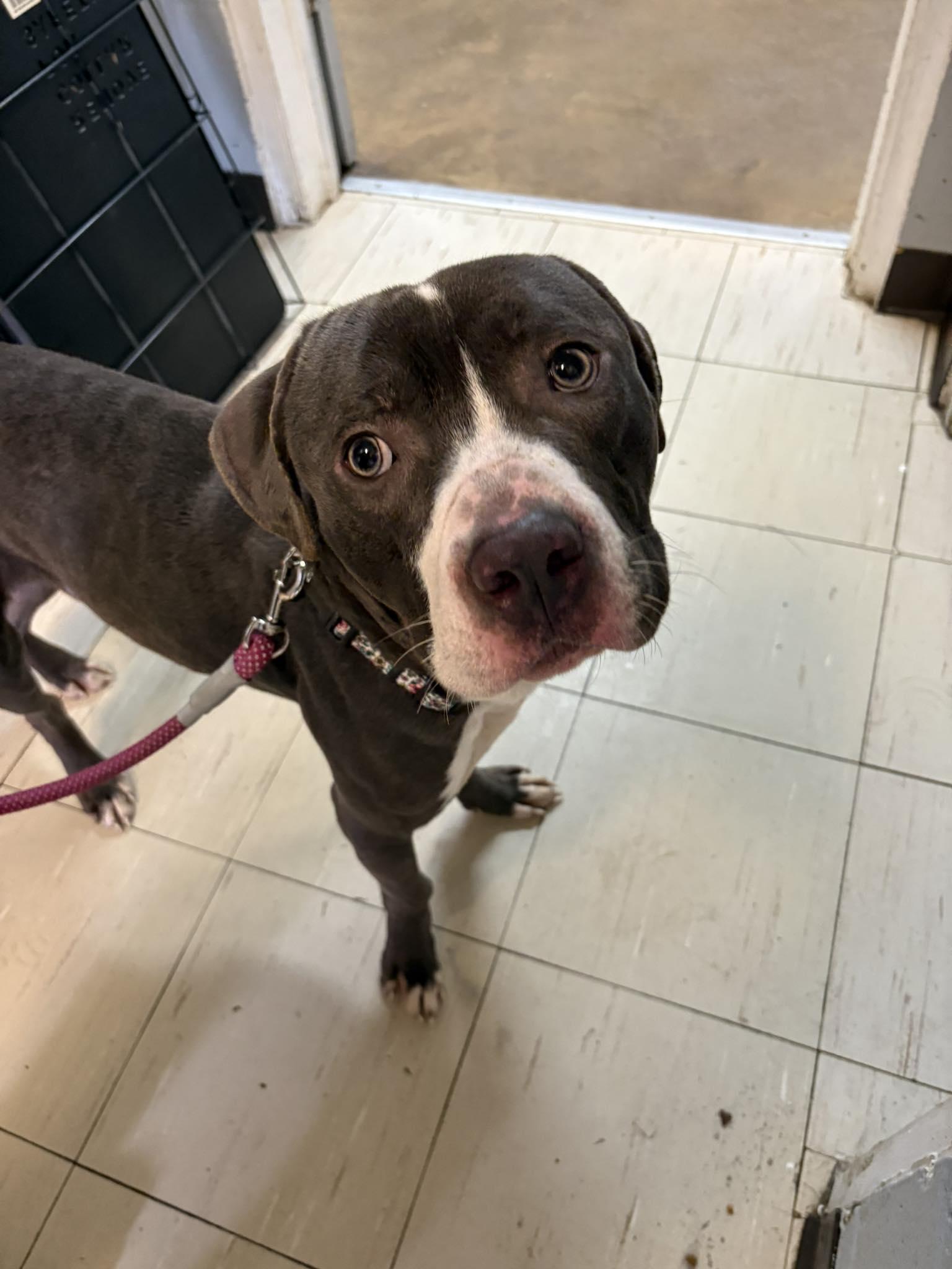 Kevin, Adoptable, Young Male Pit Bull Terrier.