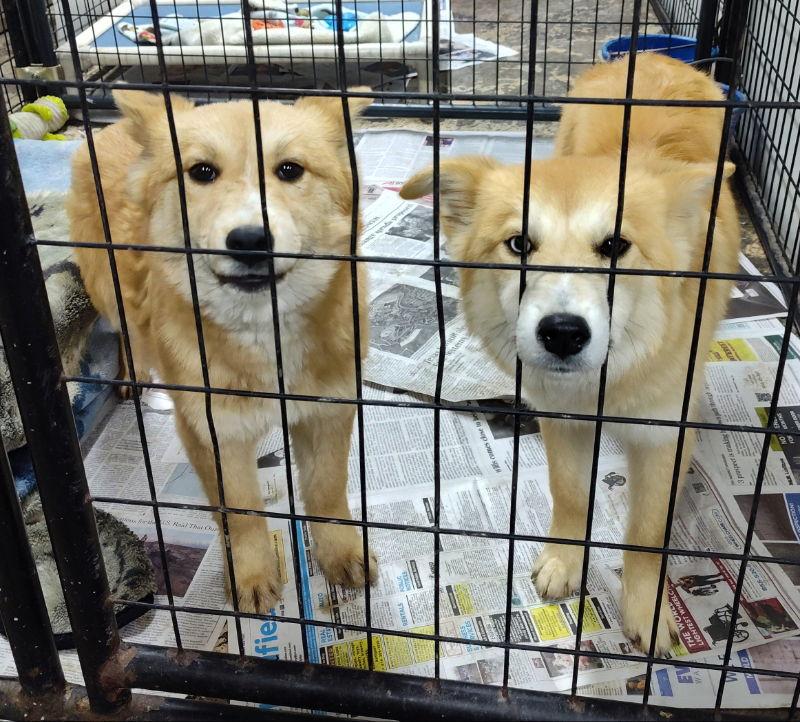 Enlarge Tatiana, Anastasia, Nadia, a Adoptable mixed breed in Mukwonago, WI image 1/2