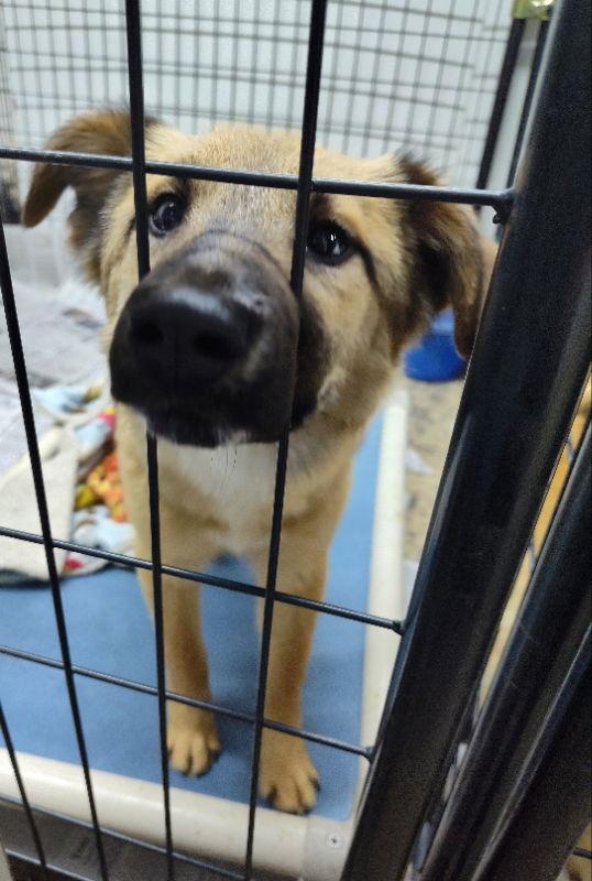 Enlarge Tatiana, Anastasia, Nadia, a Adoptable mixed breed in Mukwonago, WI image 2/2