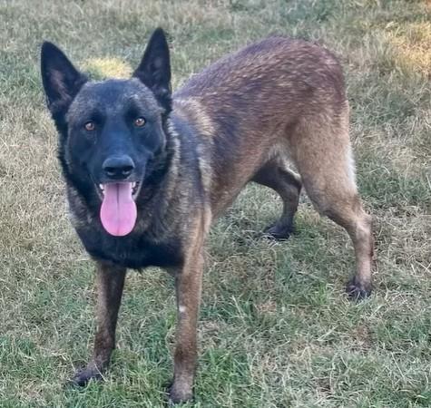 Enlarge SKYLAR, a Adoptable mixed breed in Riverside, CA image 1/1