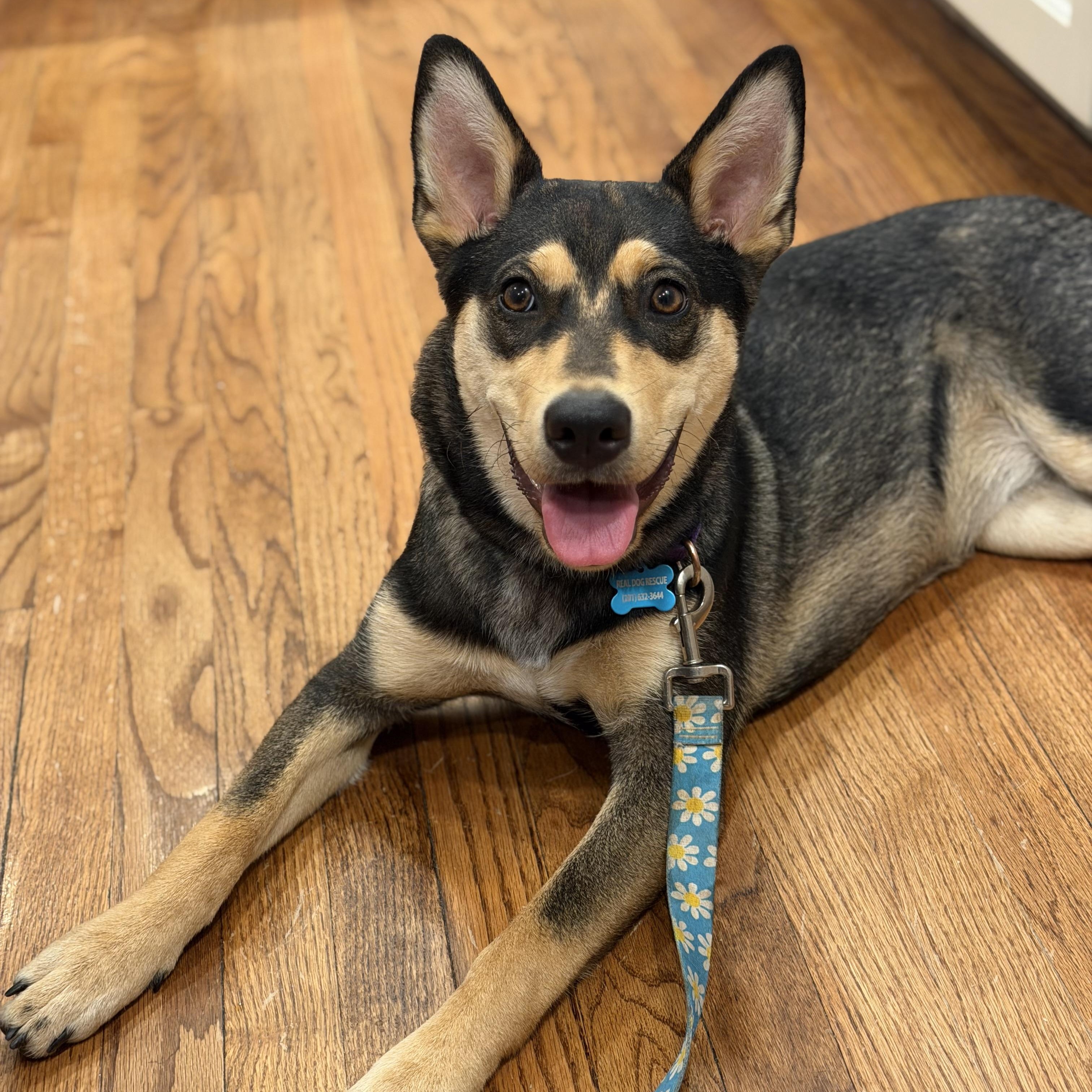 Scout, a ADOPTABLE mixed breed in Mahwah, NJ image 2/5