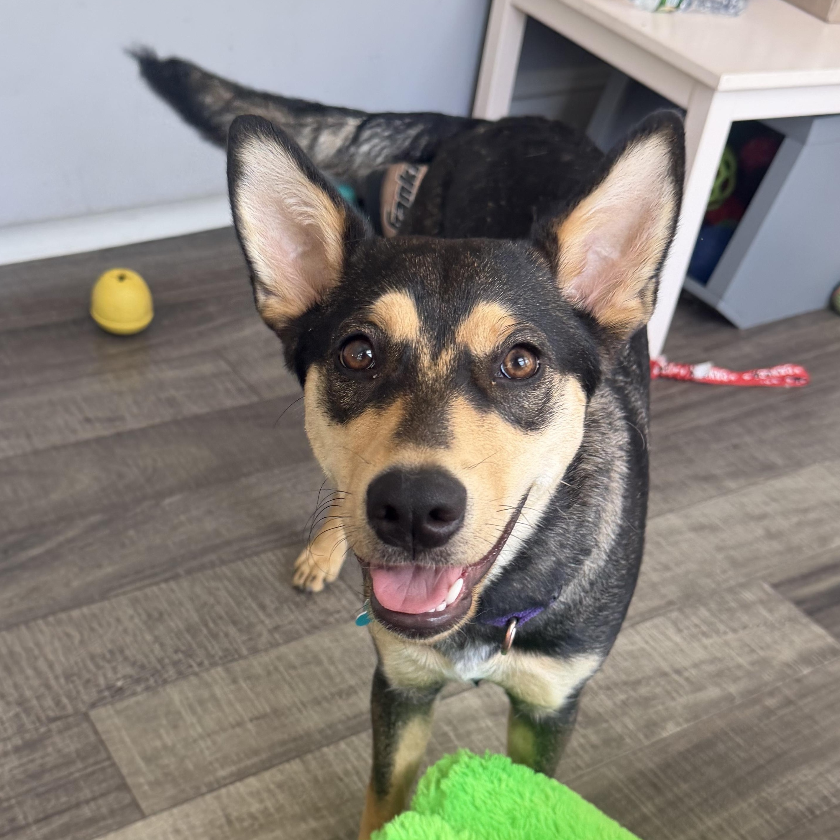 Scout, a ADOPTABLE mixed breed in Mahwah, NJ image 1/5