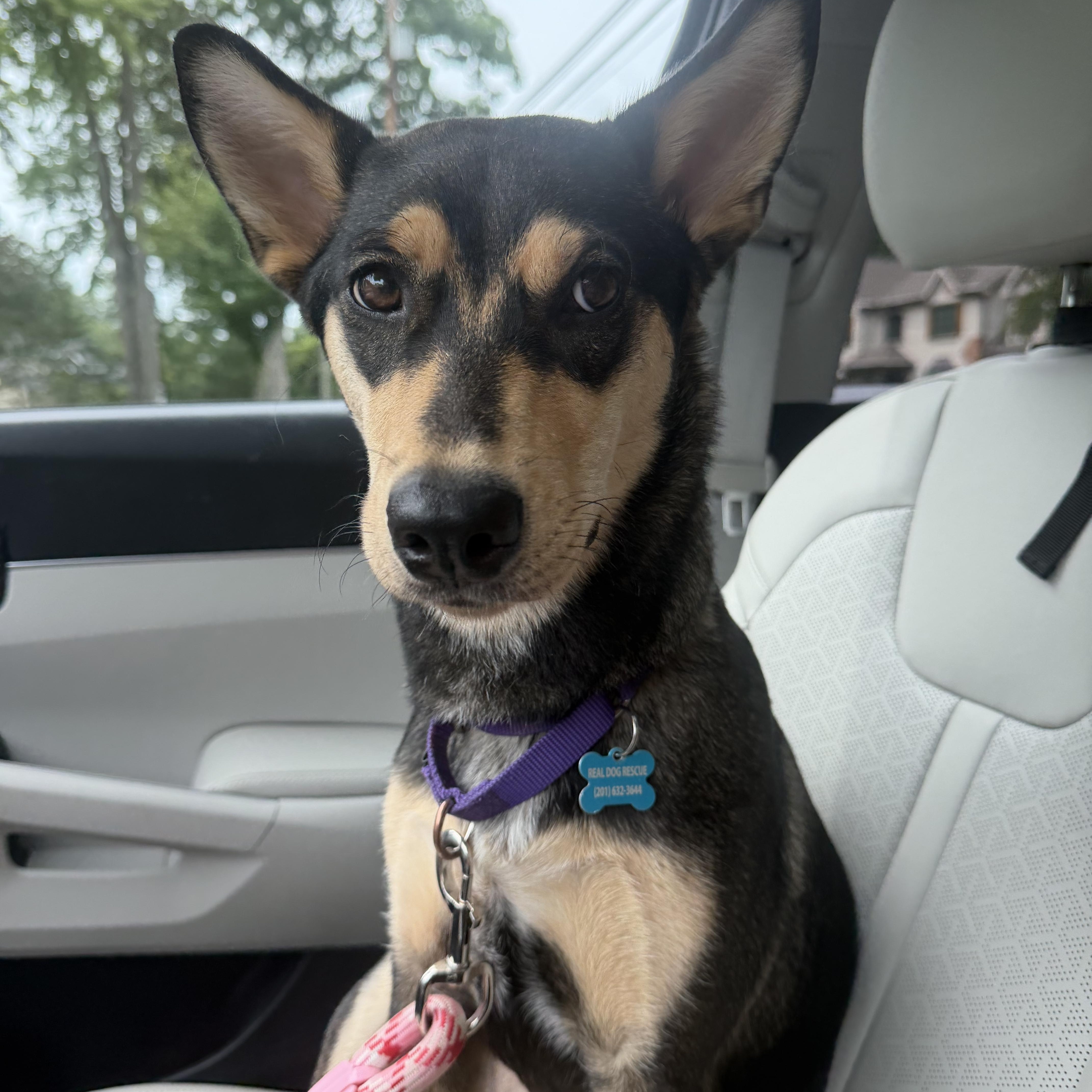 Scout, ADOPTABLE, Young Female Australian Kelpie & Labrador Retriever.