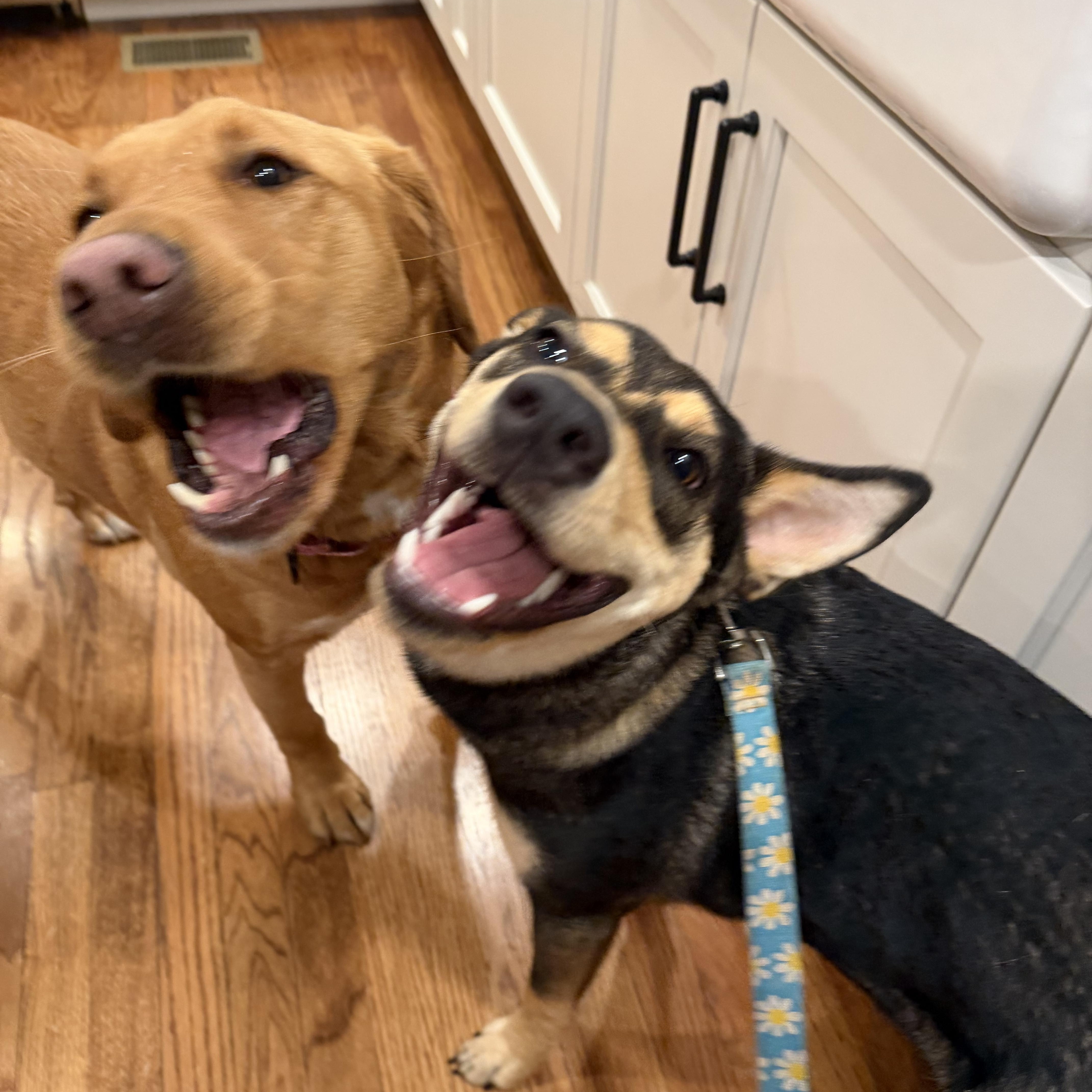 Scout, a ADOPTABLE mixed breed in Mahwah, NJ image 5/5