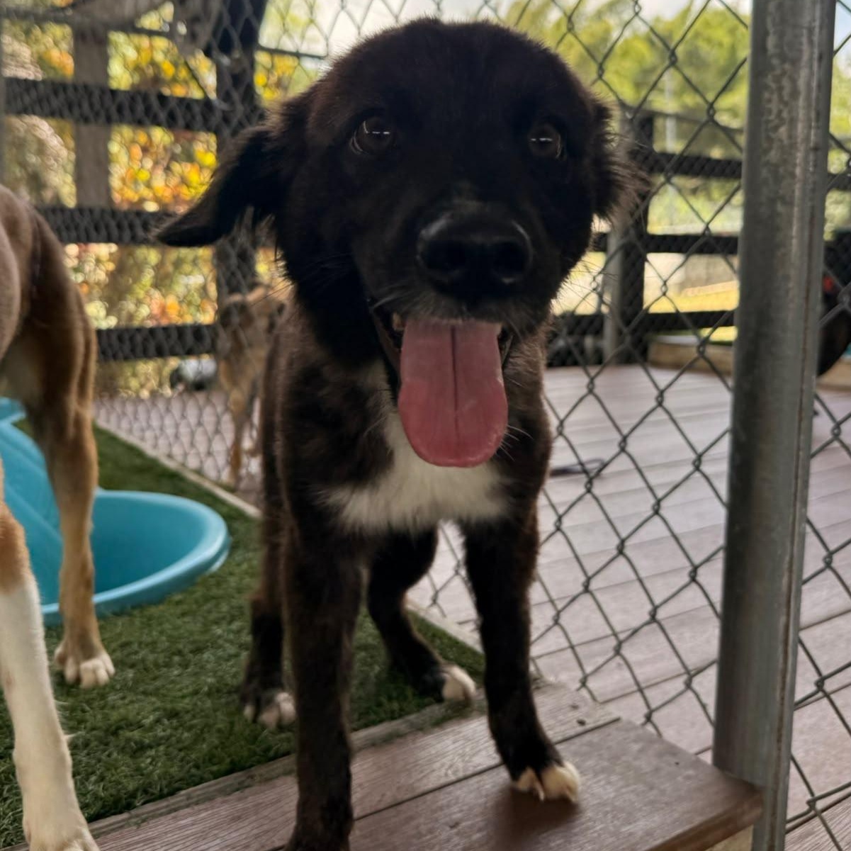 Enlarge Inu, a ADOPTABLE Mixed Breed in Morristown, NJ image 2/3