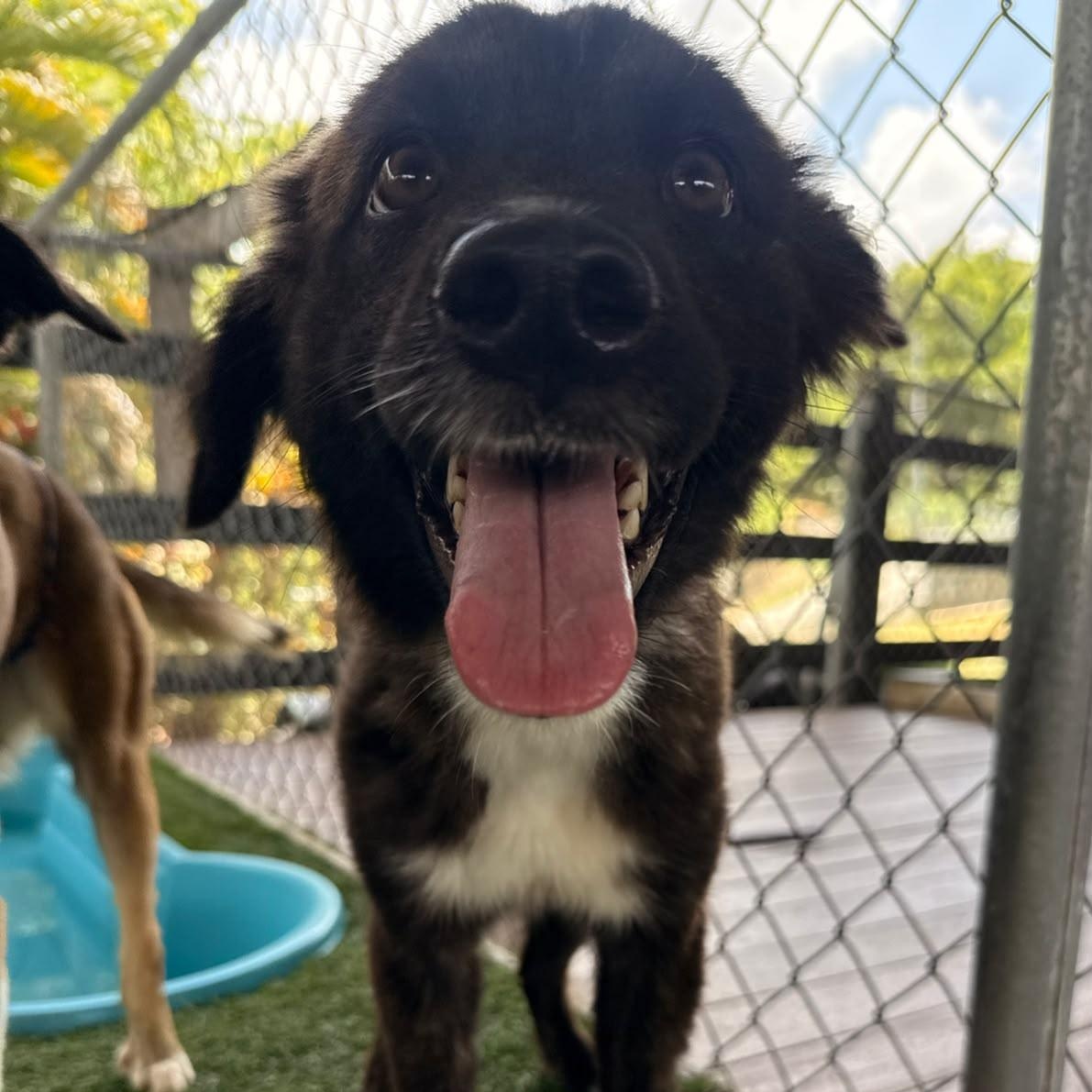 Enlarge Inu, a ADOPTABLE Mixed Breed in Morristown, NJ image 3/3