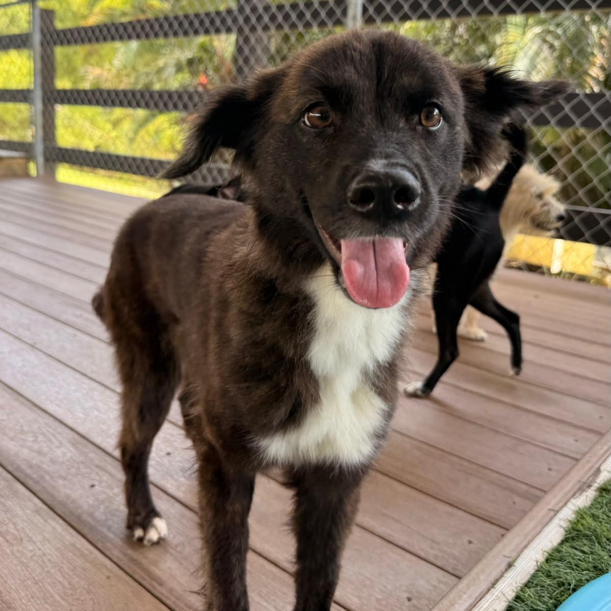 Enlarge Inu, a ADOPTABLE Mixed Breed in Morristown, NJ image 1/3