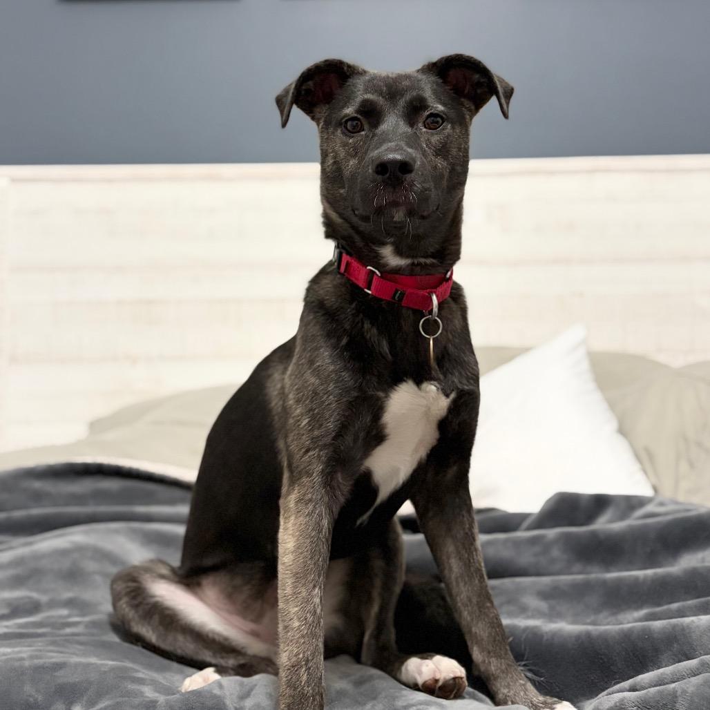 Tina, Adoptable, Young Female Shepherd.