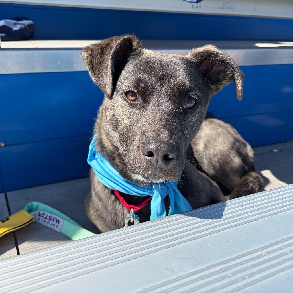 Enlarge Tina, a Adoptable Shepherd in Avon, OH image 2/6
