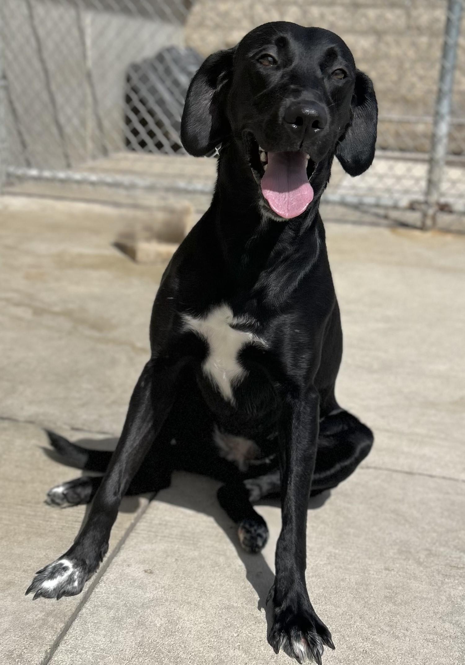 Enlarge Shay, a Adoptable Black Labrador Retriever in Mason City, IA image 2/2