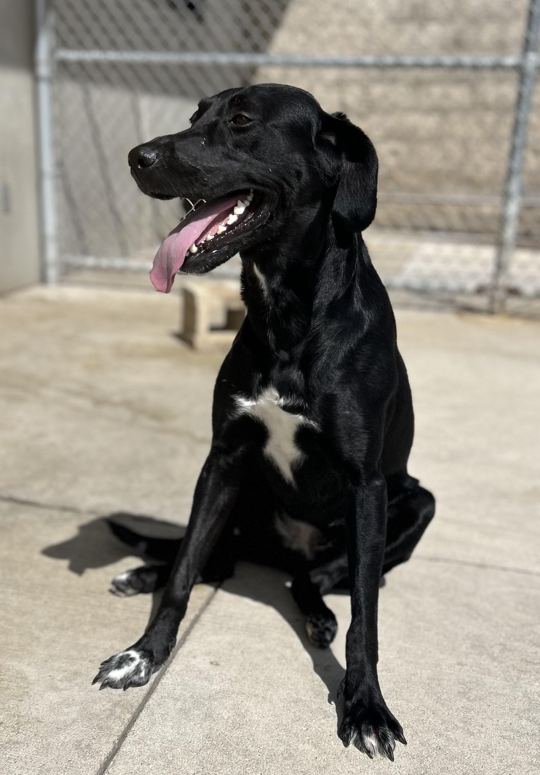 Shay, Adoptable, Adult Female Black Labrador Retriever.