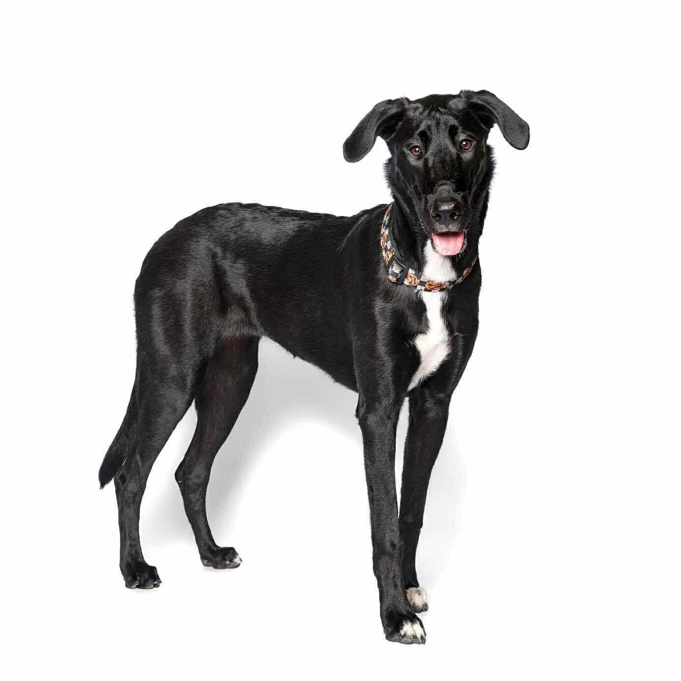 Enlarge Magnolia, an adopted mixed breed in New Braunfels, TX image 5/5