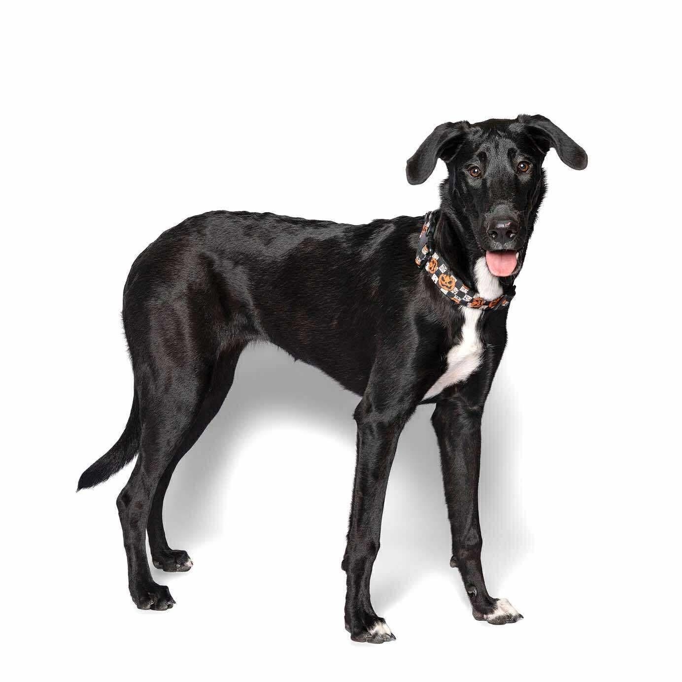 Enlarge Magnolia, an adopted mixed breed in New Braunfels, TX image 3/5