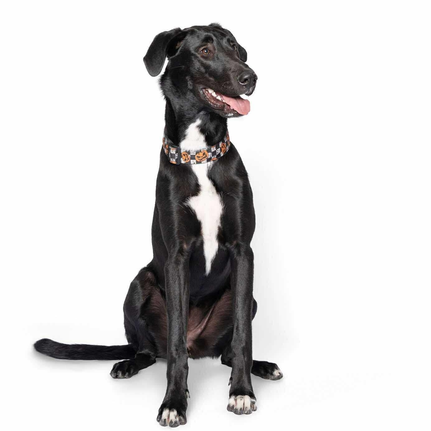 Enlarge Magnolia, an adopted mixed breed in New Braunfels, TX image 4/5