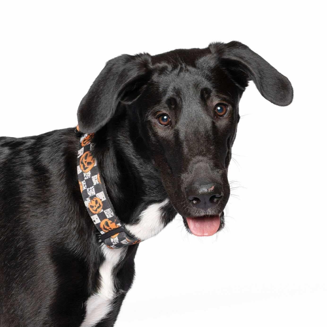 Magnolia, adopted, Young Female Great Dane & Collie.