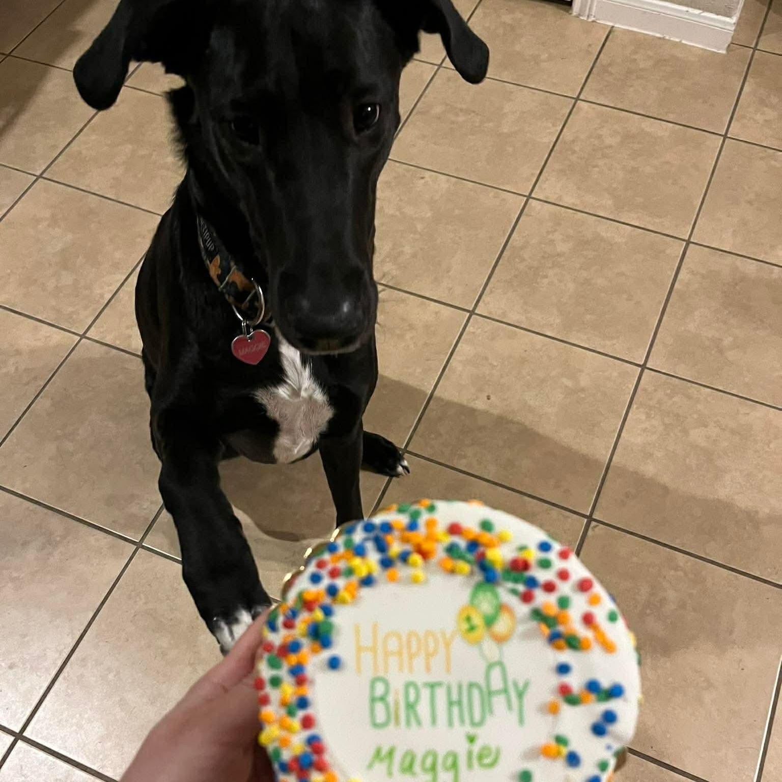 Enlarge Magnolia, an adopted mixed breed in New Braunfels, TX image 2/5