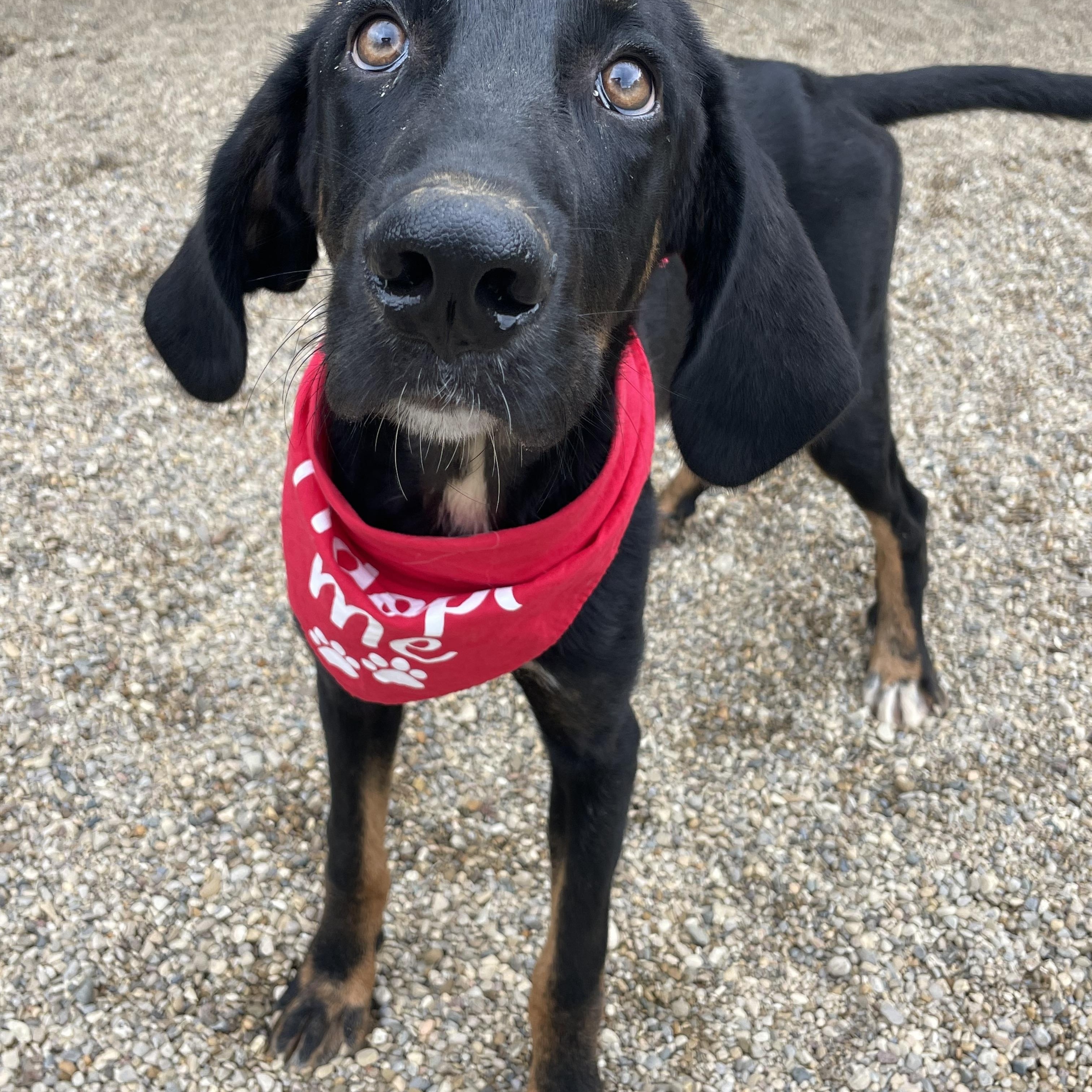 Enlarge Jett, an adopted Mixed Breed in Lacon, IL image 2/3