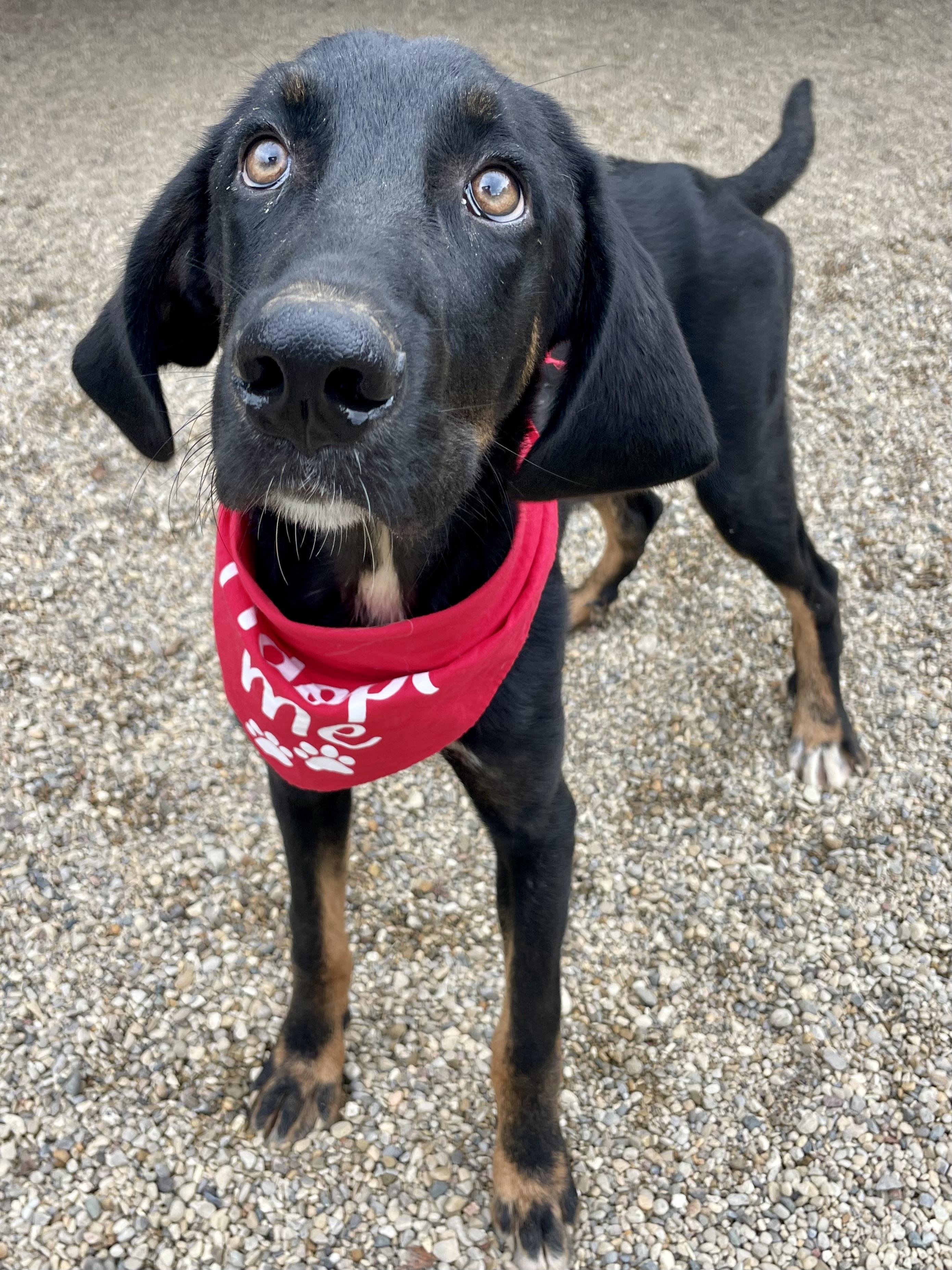 Jett, adopted, Young Male Mixed Breed.