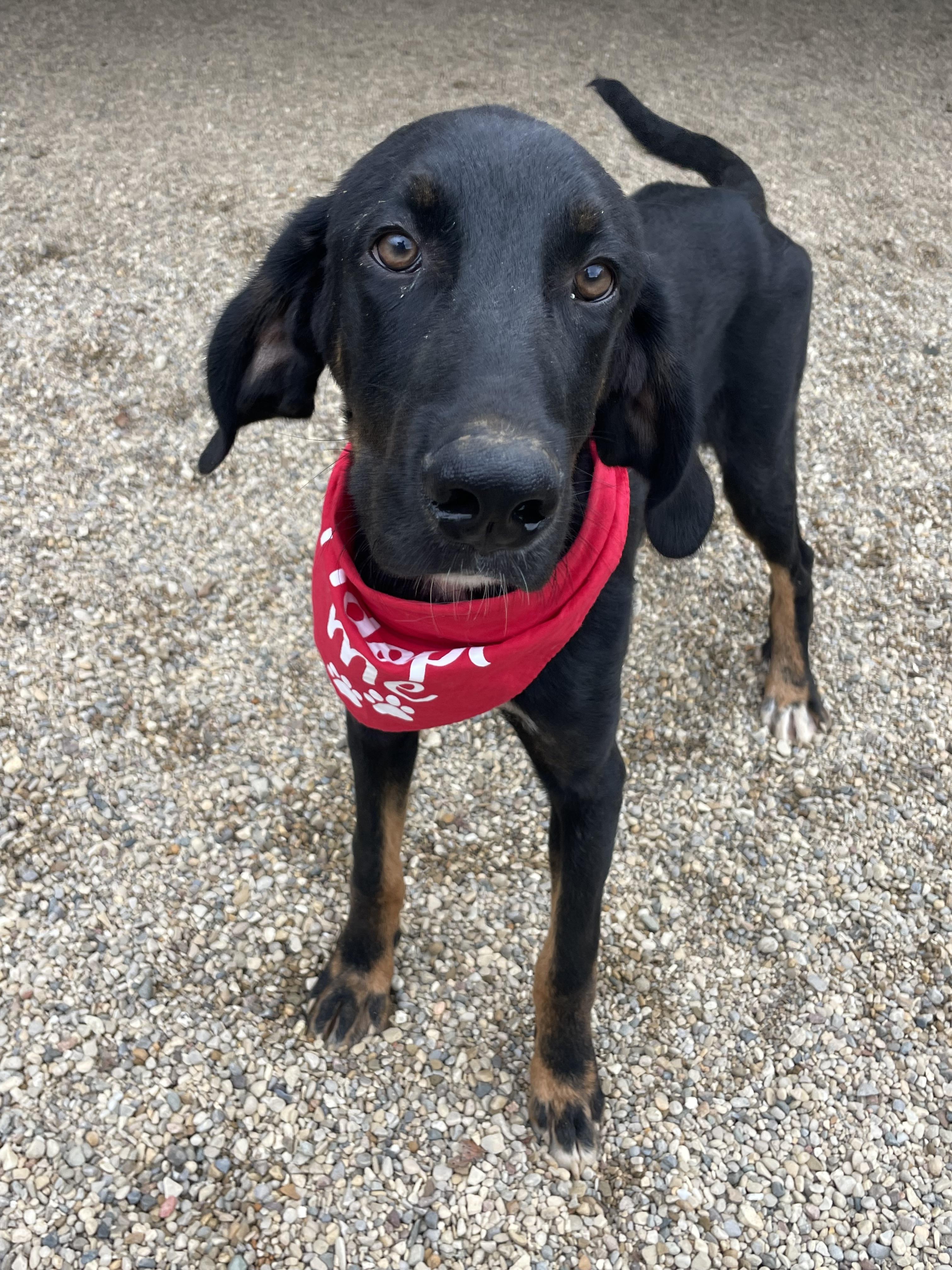Enlarge Jett, an adopted Mixed Breed in Lacon, IL image 3/3