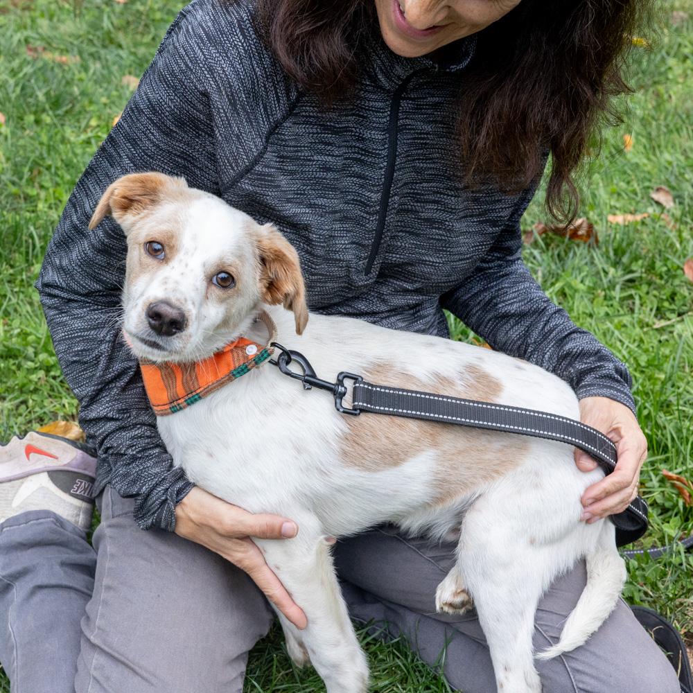 Freckles (Male), a Adoptable mixed breed in West Grove, PA image 1/6