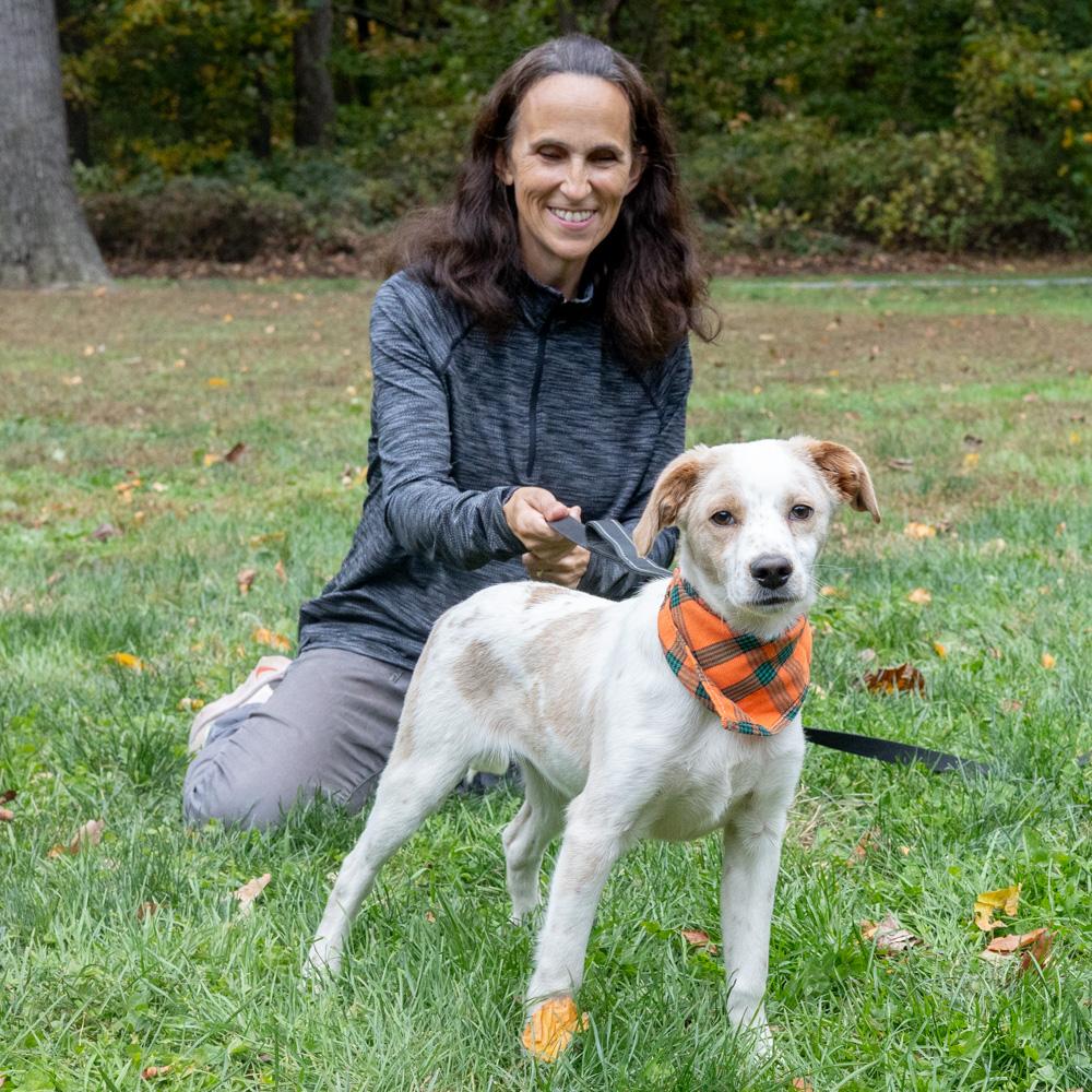 Freckles (Male), a Adoptable mixed breed in West Grove, PA image 4/6