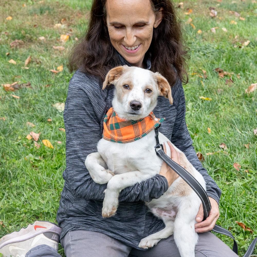 Freckles (Male), a Adoptable mixed breed in West Grove, PA image 6/6