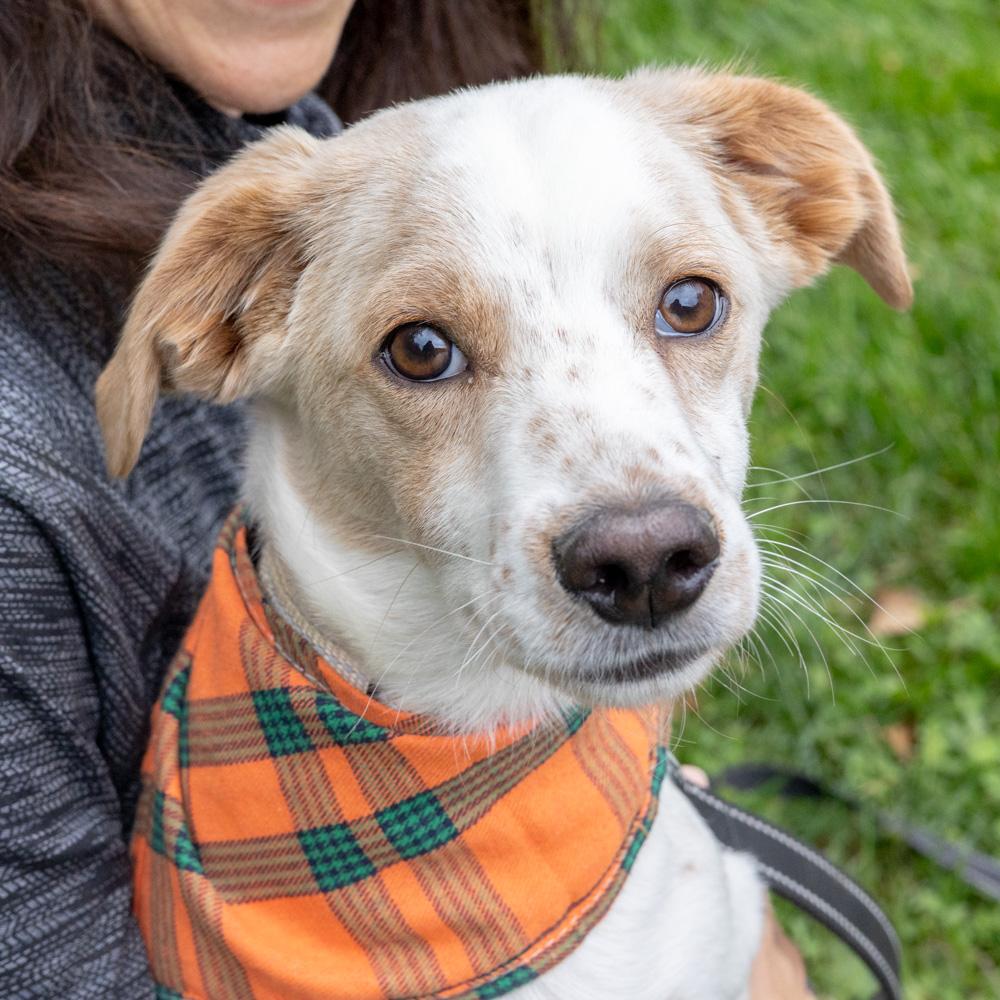 Freckles (Male), a Adoptable mixed breed in West Grove, PA image 3/6