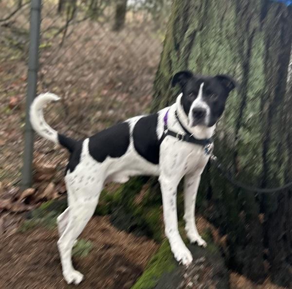 Enlarge Woody, a Adoptable mixed breed in Vancouver, WA image 1/6